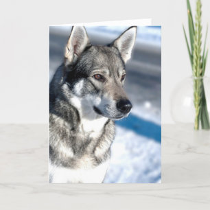 Husky in Snow Greeting Card