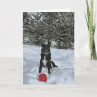 Husky Lab Dog Sitting Snow Covered Trees Red Ball