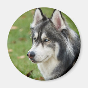Husky Magnet