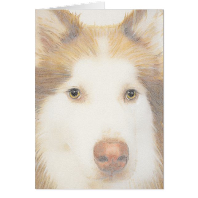 Husky Malamute card, sled dog (Front)