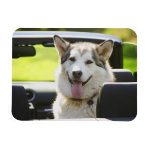 Husky on a Ride Magnet
