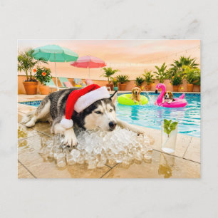 Husky on the rocks at Christmas Postcard