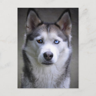 Husky portrait postcard