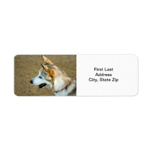 Husky Portrait Return Address Label