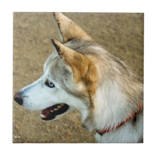 Husky Portrait Tile