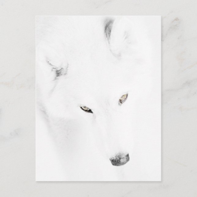 Husky Postcard (Front)