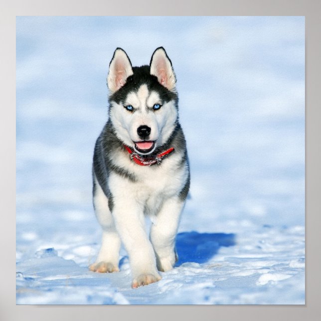 Husky Poster (Front)