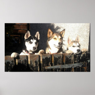 Husky Print.. Peeking !! Poster