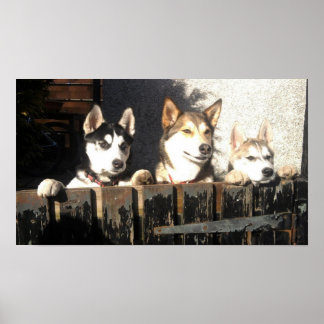 Husky Print.. Peeking !! Poster