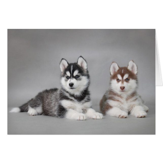 Husky puppies (Front Horizontal)