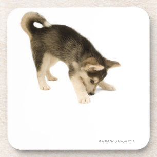 Husky Puppy 2 Coaster
