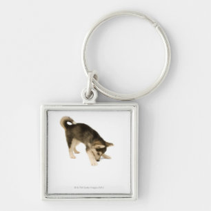 Husky Puppy 2 Key Ring
