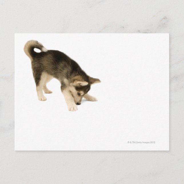Husky Puppy 2 Postcard (Front)