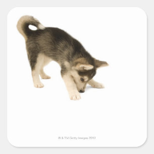 Husky Puppy 2 Square Sticker