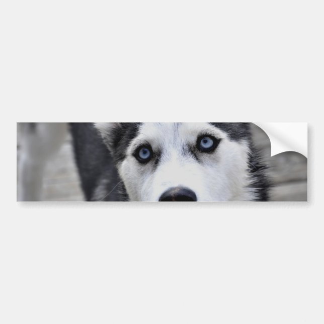 Husky Puppy Bumper Sticker (Front)