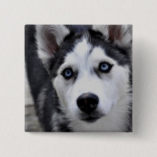 Husky Puppy Button