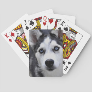 Husky Puppy Deck of Cards
