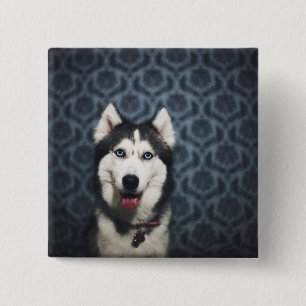 Husky Puppy Posing with a Dark Bakground 15 Cm Square Badge