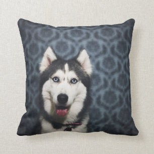 Husky Puppy Posing with a Dark Bakground Cushion
