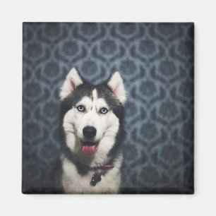 Husky Puppy Posing with a Dark Bakground Magnet