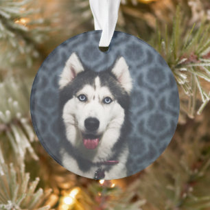 Husky Puppy Posing with a Dark Bakground Ornament