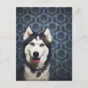 Husky Puppy Posing with a Dark Bakground Postcard
