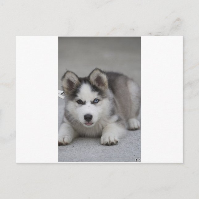 Husky Puppy Postcard (Front)