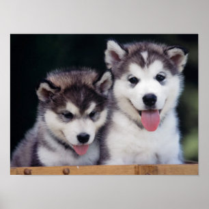 Husky Puppy Poster