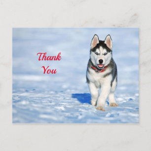 Husky Puppy Snow Photo Thank You Postcard