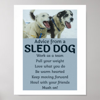 Husky Sledding Sled Dog Racing Alaskan Racers Poster