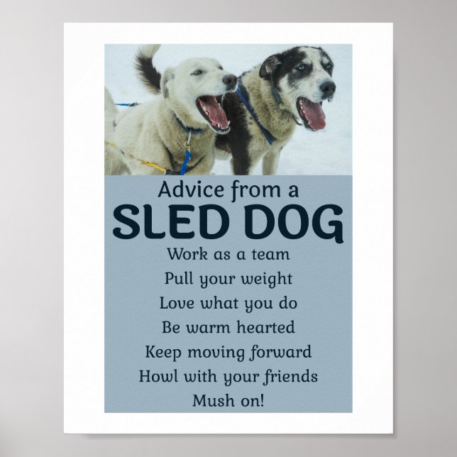 Husky Sledding Sled Dog Racing Alaskan Racers Poster (Front)