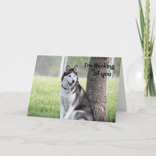 Husky Thinking of You Greeting Card (Front)