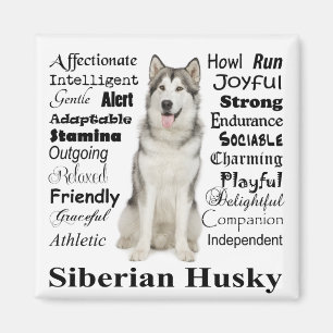 Husky Traits Magnet