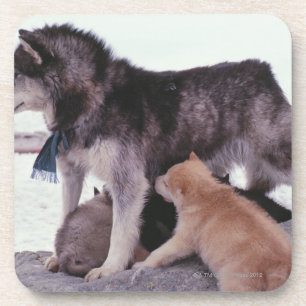 Husky with litter of pups coaster