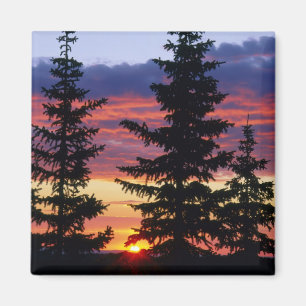 HUSTON PARK WILDERNESS, WYOMING. USA. Spruce Magnet