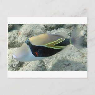 Huymuhumunukunukuapua'a Hawaii State Fish Postcard