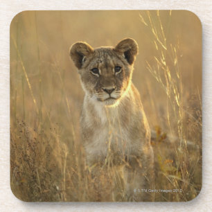 Hwange National Park, Zimbabwe. Coaster