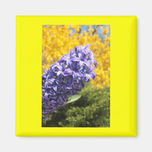 Hyacinth and Forsythia Magnet