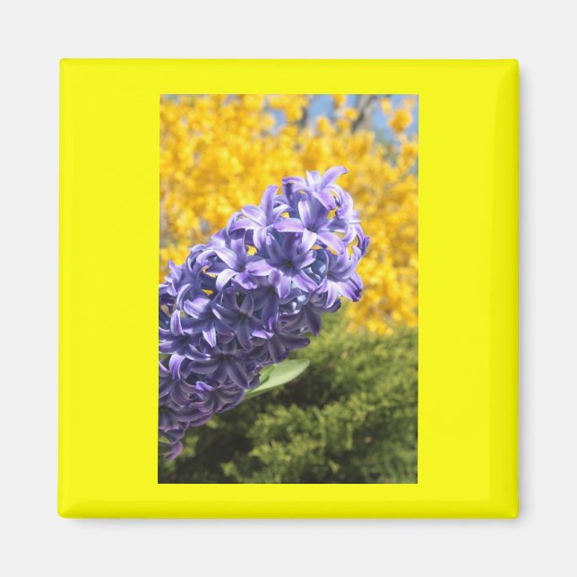 Hyacinth and Forsythia Magnet (Front)