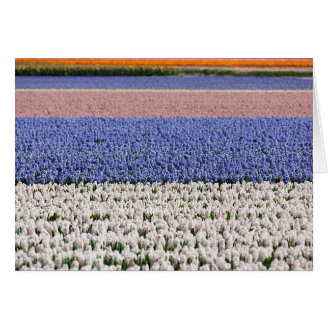 Hyacinth Field (Front Horizontal)