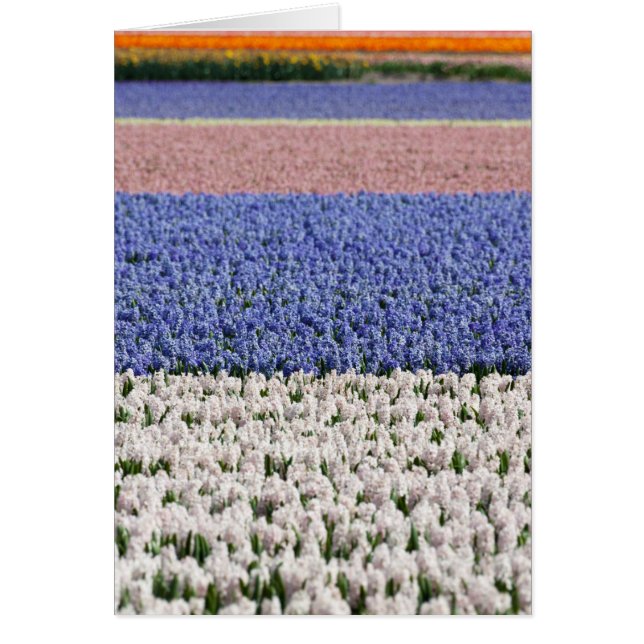 Hyacinth Field (Front)