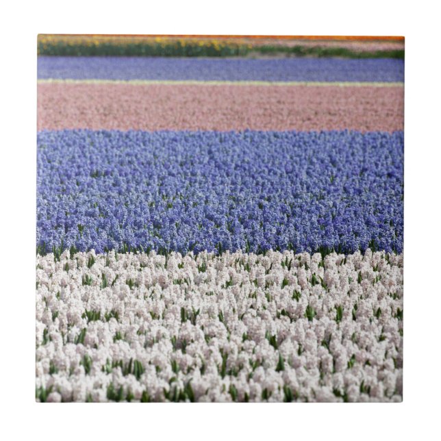 Hyacinth Field Ceramic Tile (Front)