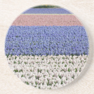 Hyacinth Field Coaster