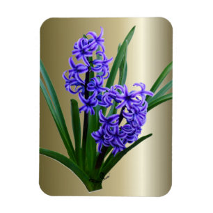 Hyacinth Flower in Full Bloom Magnet