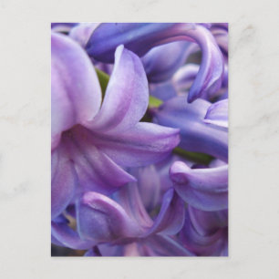 Hyacinth Flowers Postcard