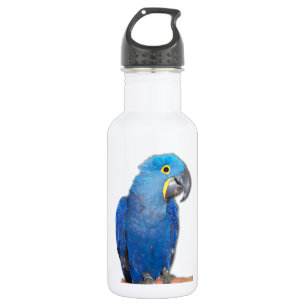 Hyacinth Macaw 532 Ml Water Bottle