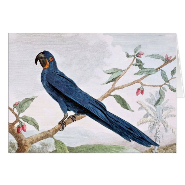 Hyacinth Macaw Bird Drawing (Front Horizontal)