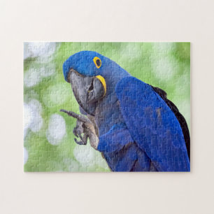 Hyacinth Macaw Bird Jigsaw Puzzle