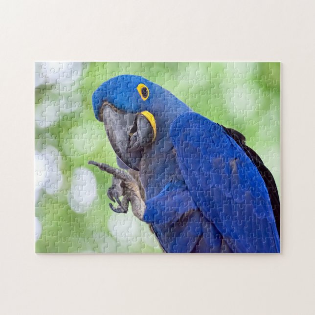 Hyacinth Macaw Bird Jigsaw Puzzle (Horizontal)