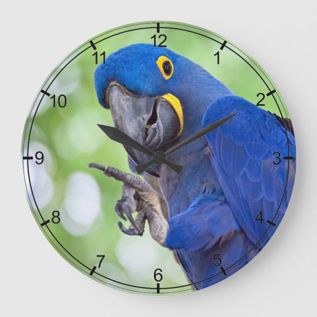 Hyacinth Macaw Bird Large Clock (Front)